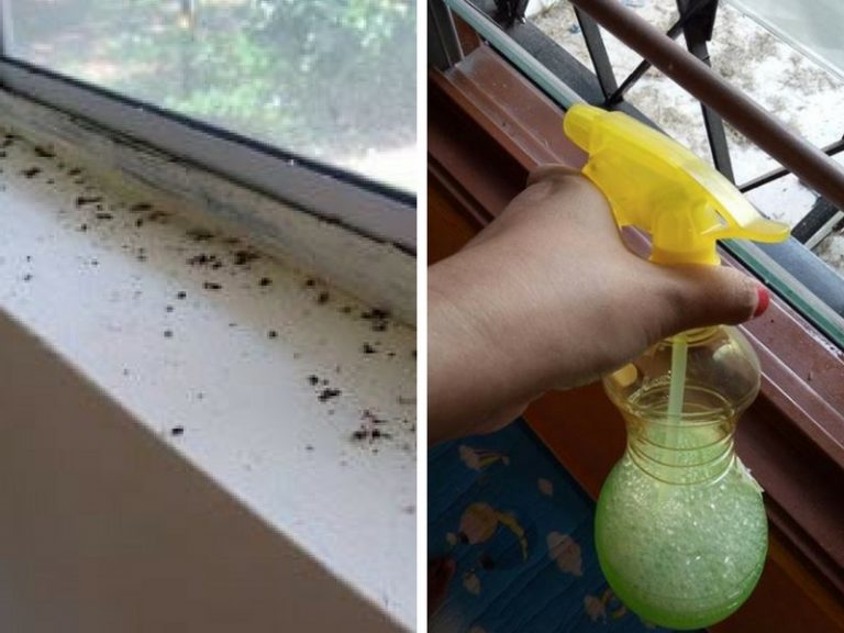 Takut Anak Kecil Terkutip Tahi Cicak Di RuangTingkap, Segera Lakukan Ni Wahai Ibu!