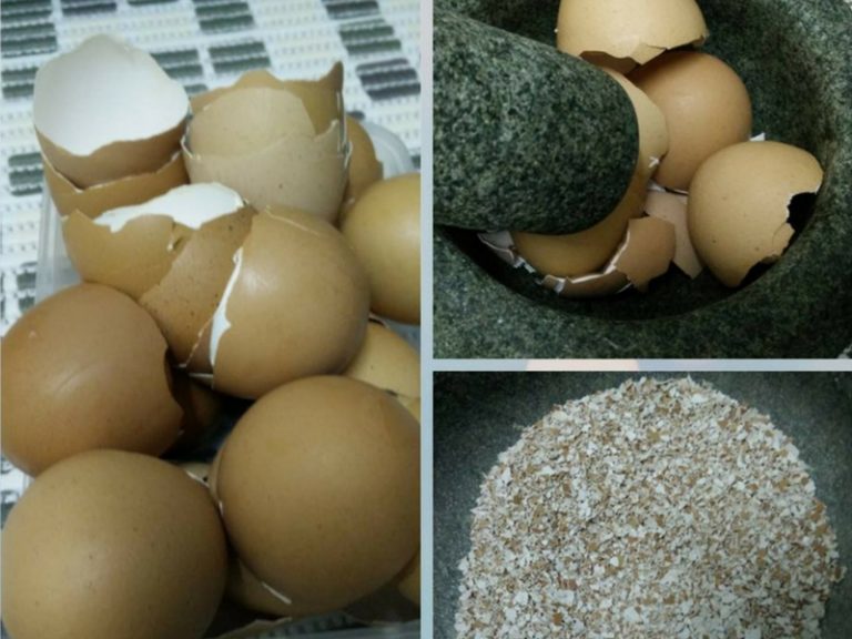 Lepas Guna Jangan Terus Buang Sisa Kulit Telur, Boleh Jadikan Baja Organik & Lebih Menjimatkan. Jom Ibu-Ibu Cuba Tip Ini!