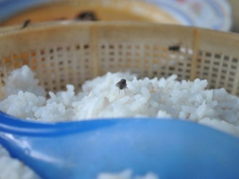 Rimas Dapur Banyak Lalat, Cuba Amalkan 4 Langkah Ini Ibu-Ibu!