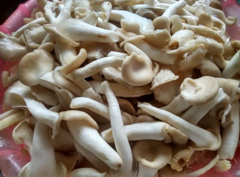 Cendawan Tak Lembik & Kekal Segar Dalam Peti Sejuk,  Begini Petuanya!