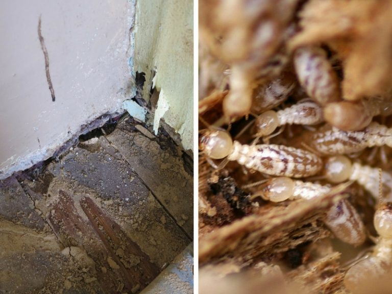 Tidak Perlu Guna Racun, 5 Bahan Di Dapur Ini Bantu Hapus Anai-Anai Di Rumah. Petua Yang Superb, Jom Cuba!