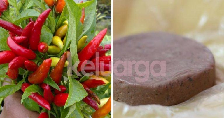Ibu-Ibu Nak Pastikan Tanaman Cili Sihat Dan Kuat, Cuba Ini. Hanya Guna Belacan Sahaja. Wow Superb Petuanya!