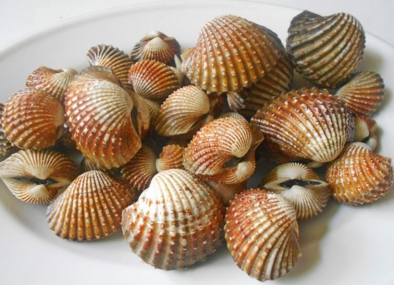 Layan Kerang Rebus Selepas Berbuka, Begini Cara Tepat Bersihkannya Untuk Elakkan Keracunan Makanan!