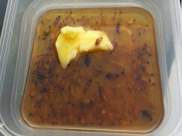Mudahnya Nak Perangkap Lipas, Hanya Umpan Dengan 3 Bahan Ini