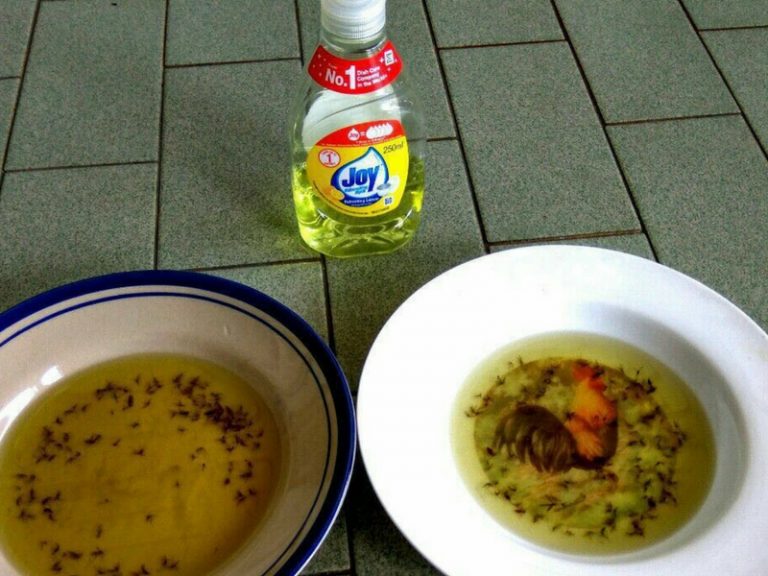 Petua Elak Nyamuk Masuk Rumah, Letakkan Dua Bahan Ini Di Luar. Serius, Jom Cuba!