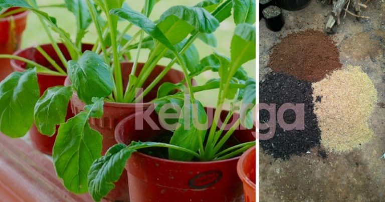 Ini Cara Hasilkan Ramuan Rahsia Campuran Tanah Untuk Sayur. Ibu-Ibu Boleh Guna Pasu Sahaja, Rugi Kalau Tak Cuba!