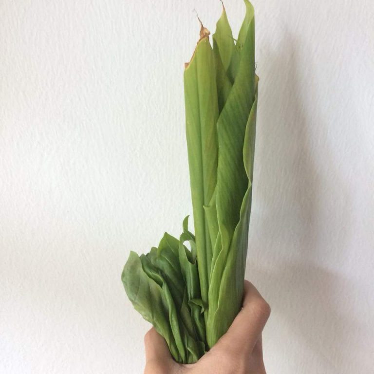 Tanam Kunyit Sendiri Lebih Mudahkan Mak-Mak Memasak. Ni Tip Berguna!