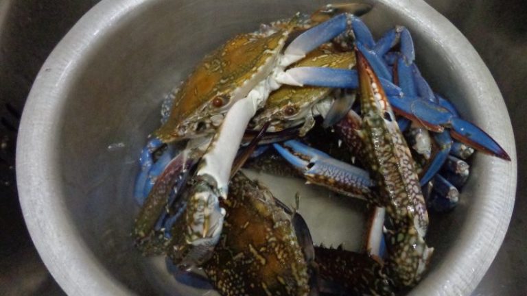 Nak Tahu Tip Pilih Ketam Isi Padat & Segar, Begini Caranya, Barulah Berbaloi Walaupun Harga Mahal!