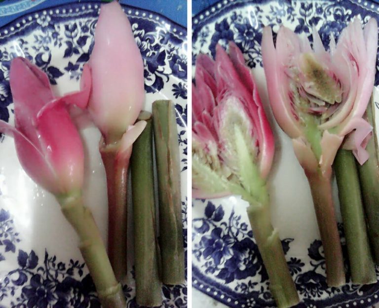 Beli Bunga Kantan 5 Bulan Lalu, Kini Masih Elok! Ni Triknya.