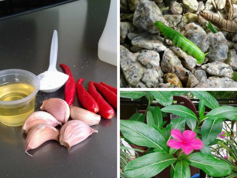Siapa Sangka Campuran Bahan Dari Dapur Ini Mampu Jadi Racun Berguna. Yang Penting Tanpa Bahan Kimia!