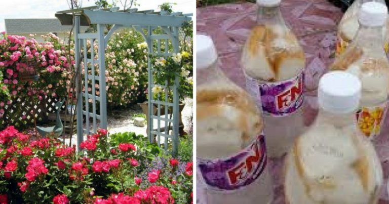 Suburkan Pokok Guna Baja Dari Roti Expired. Wow, Ibu-Ibu Minat Tanam Bunga Kena Cuba Ni!