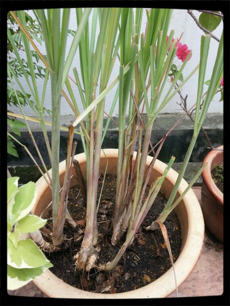Tanam Serai Dalam Pasu Bunga. Jimat Duit Belanja Dapur!