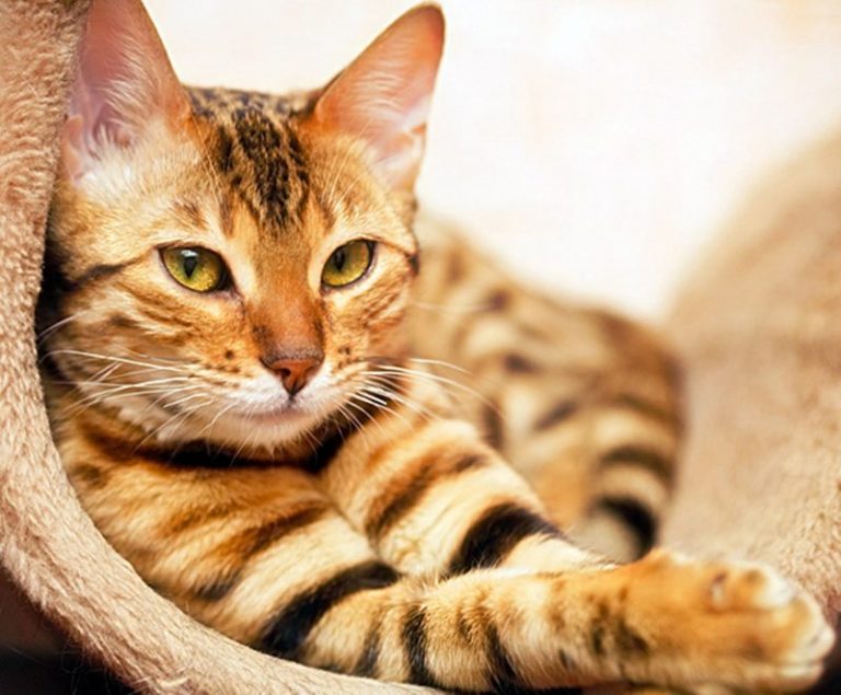 Bela Kucing Bukan Sekadar Beri Makan, Ini Perkara Yang Tak Patut Anda