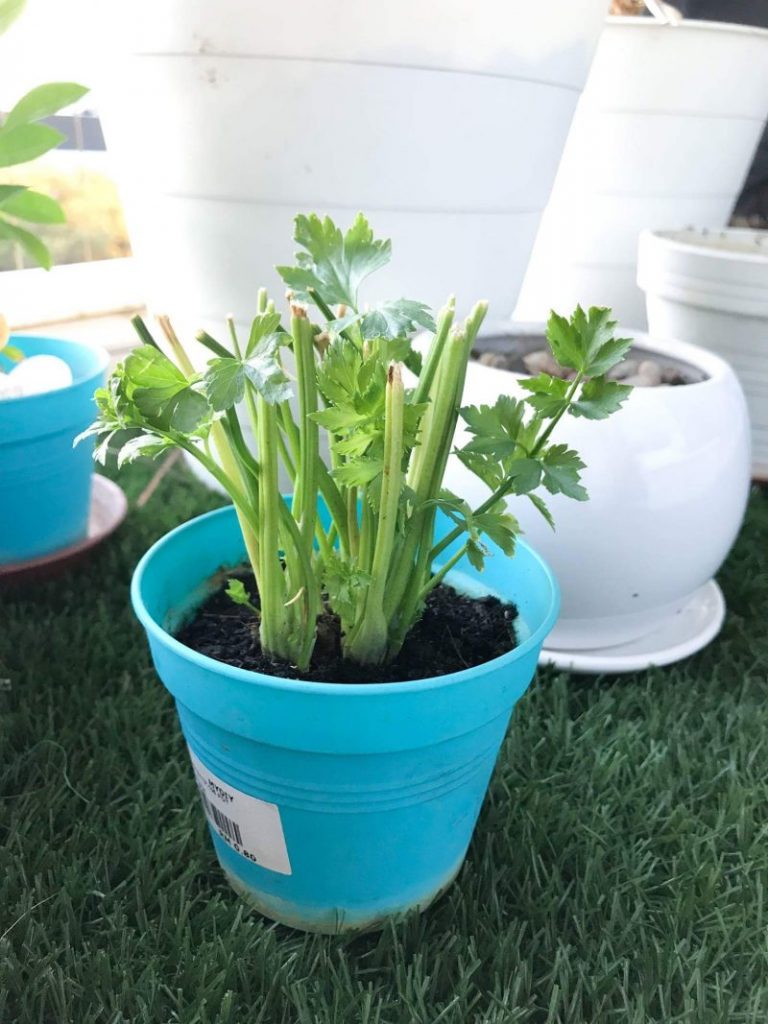 Gondolkan Daun, Antara Tip Tanam Daun Sup. Ketahui 2 Yang Lain.