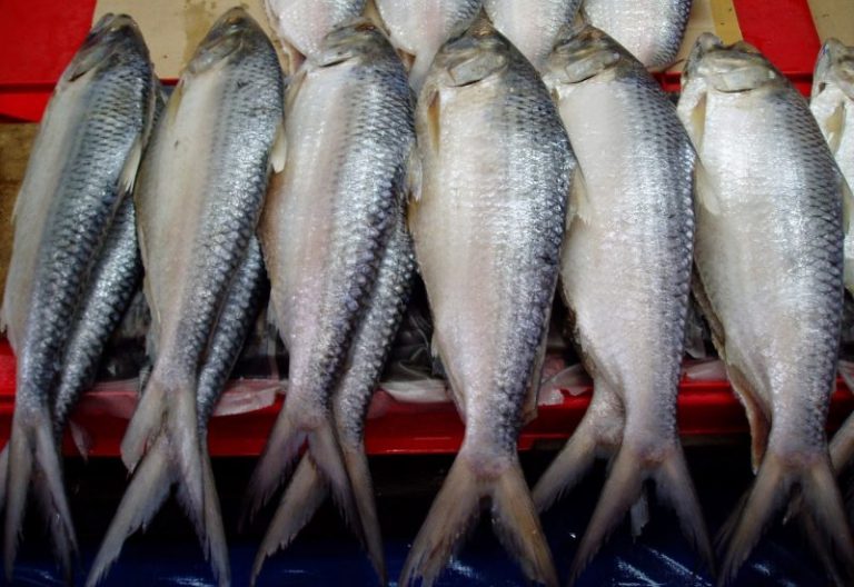 Sukar Makan Ikan Terubuk Kerana Duri & Tulangnya, Dua Petua Ajaib Ini Bantu Makan Lebih Selesa