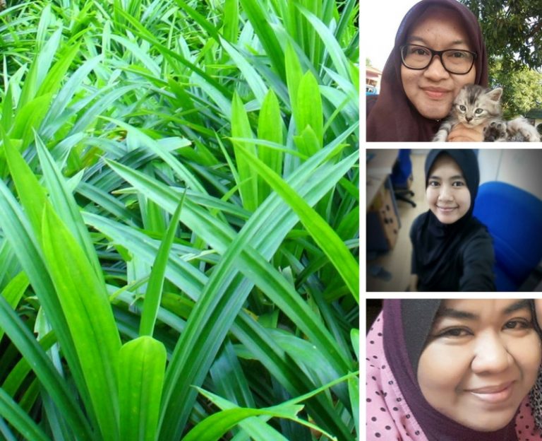 3 Wanita Ni Tunjuk 3 Cara Berbeza Simpan Daun Pandan Kekal Elok. Memang Boleh Dipercayai!