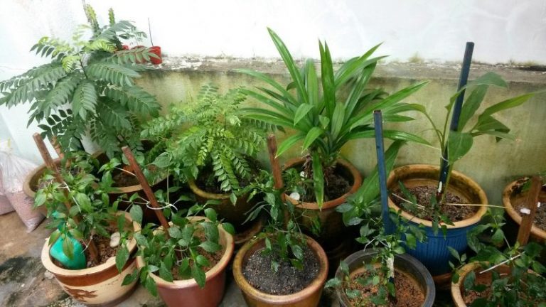 Tip Pokok Berbunga Dan Berbuah Cepat, Guna Lebihan Bahan Yang Satu Ni Je!