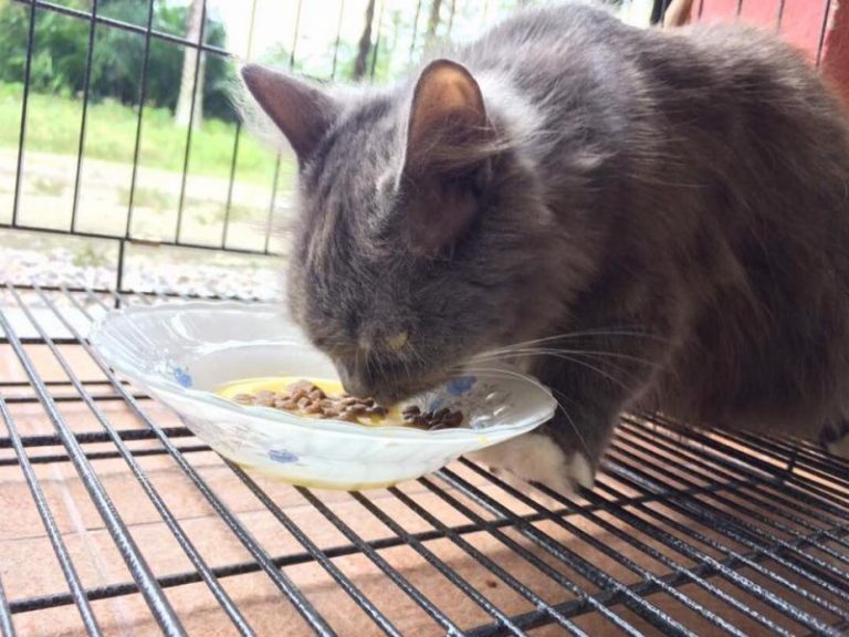Pastikan Bulu Kucing Lebih Lebat Dengan Makanan Yang Satu Ni, Memang