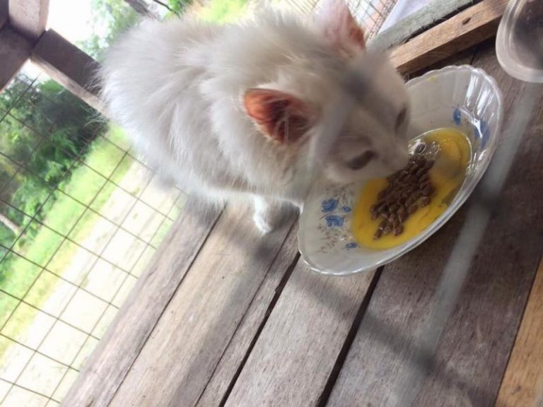 Pastikan Bulu Kucing Lebih Lebat Dengan Makanan Yang Satu Ni, Memang Cantik, Jimat Pulak Tu!