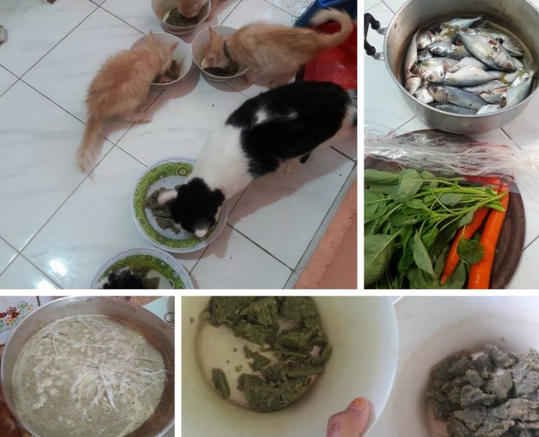 Kos Murah & Paling Senang Buat Makanan Kucing.  Lega Bila Dah Tahu!