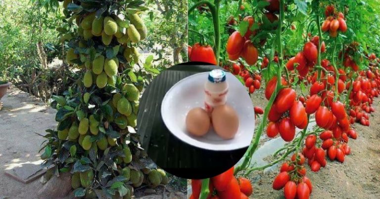 Hormon Jadikan Pokok Berbuah Super Lebat, 2 Bahan Penguat Ni Kena Ada, Wajib Cuba!