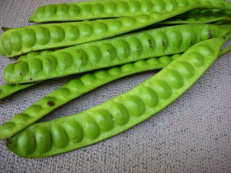 Takut Makan Petai Kerana Baunya, Ini Cara Hilangkan Baunya, Bila-bila Nak Makan Pun Tak Risau Lagi!