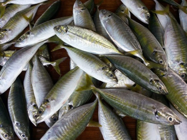 Anak Tak Makan Ikan Kerana Bau Hanyir, Atasinya Dengan 4 Cara Ini, Confirm Bau Tak Ada Lagi!