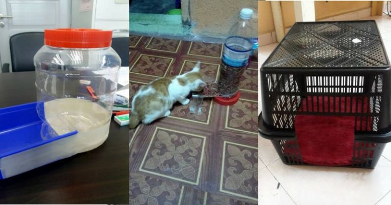 6 DIY Kreatif Untuk Si Bulus Kesayangan,  Super Kreatif Lagi Jimat, Wajib Cuba!