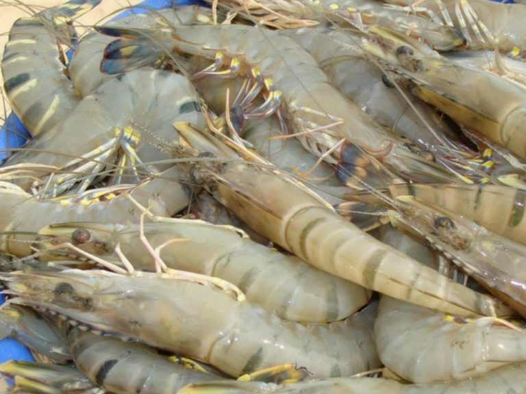 Begini Caranya Hilangkan Bau Busuk Sisa Kulit Udang. Ibu-Ibu Kena Cuba, Senang Jer!