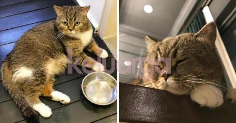 Tinggalkan Kucing Ketika Pulang Beraya,  Letakkan Baju Anda Antara Perkara Kena Buat
