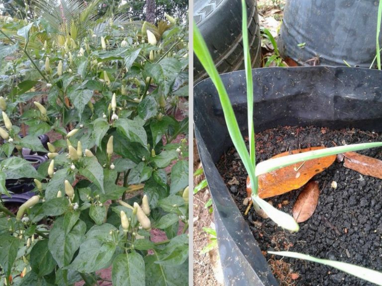 Guna Bawang Putih Jika Tidak Mahu Pokok Cili Mati & Diserang Semut. Petua Yang Cukup Mudah, Jom Try!