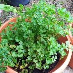 12112040_654238258012540_3912842039175595319_n