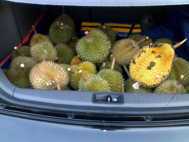Bawa Durian Berbakul-bakul Dalam Kereta Pun Tak Tinggalkan Bau. 5 Petua Perlu Cuba!
