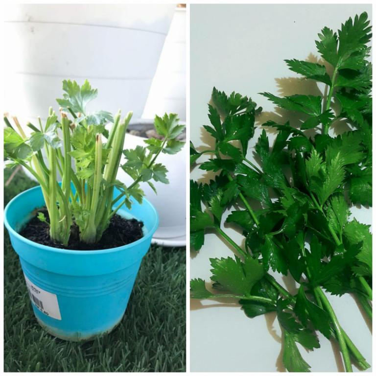 Perlu Togelkan Daunnya! Ni Petua Nak Tanam Pokok Daun Sup & Barulah Hidup Subur.