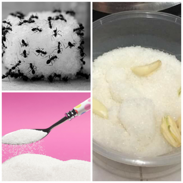 Bila Bekas Gula Bersemut, Ni Cara Paling Mudah Keluarkannya Segera. Memang Berkesan!