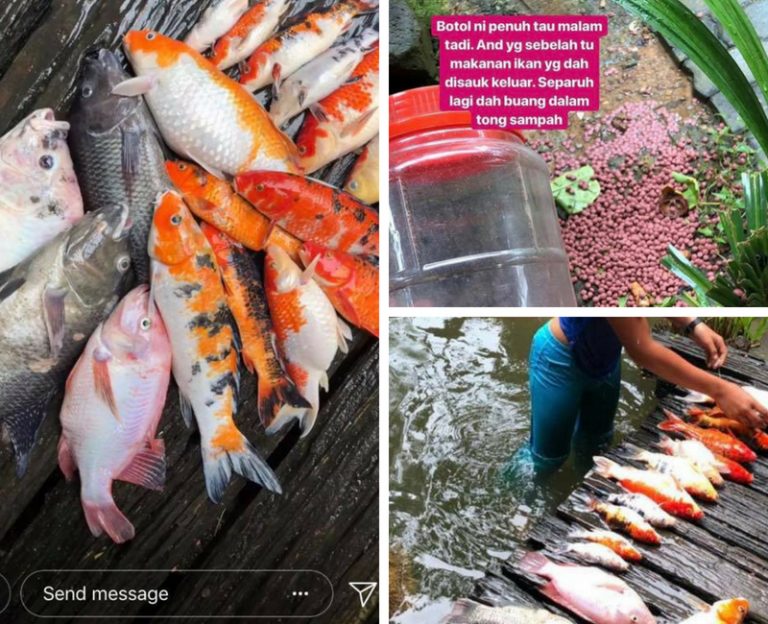 Ikan Peliharaan Pula Mati, Gara-gara Anak Tetamu Beri Makanan Ikan Sebalang Dalam Kolam!