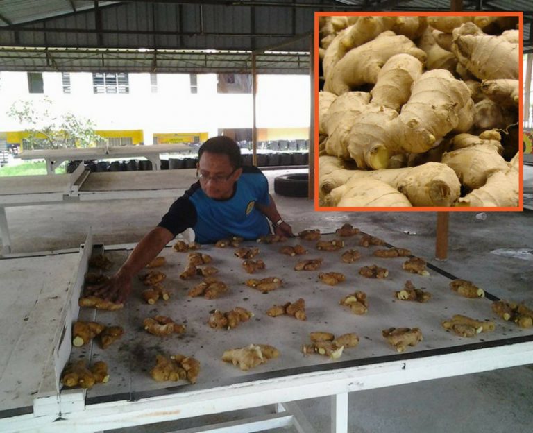 Cikgu Ni Buat Percubaan Tanam Halia Dengan 7 Langkah. Hasil Tuaiannya Cukup Lumayan!