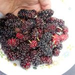 39453212_270965367064873_3141040859240202240_n