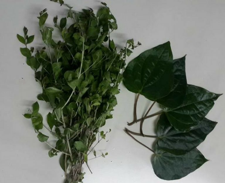 Bila Daun Inai & Daun Sireh Direbus, Banyak Manfaatnya Untuk Diminum. Orang Perempuan Patut Tahu!