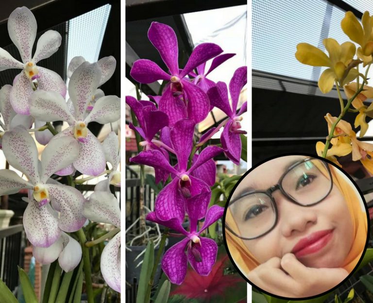 Peminat Bunga Ni Turunkan Ilmu Jaga Pokok Orkid, Ada 6 Tip Perlu Buat!