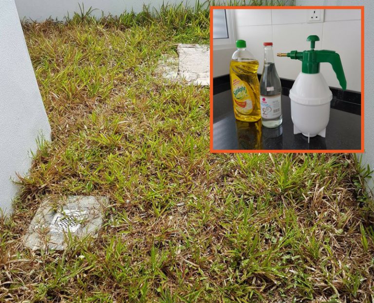 Sekali Semburan Rumput Di Laman Dapat Dihapuskan Walau Bukan Guna Racun Kimia. Memang Terbaik!