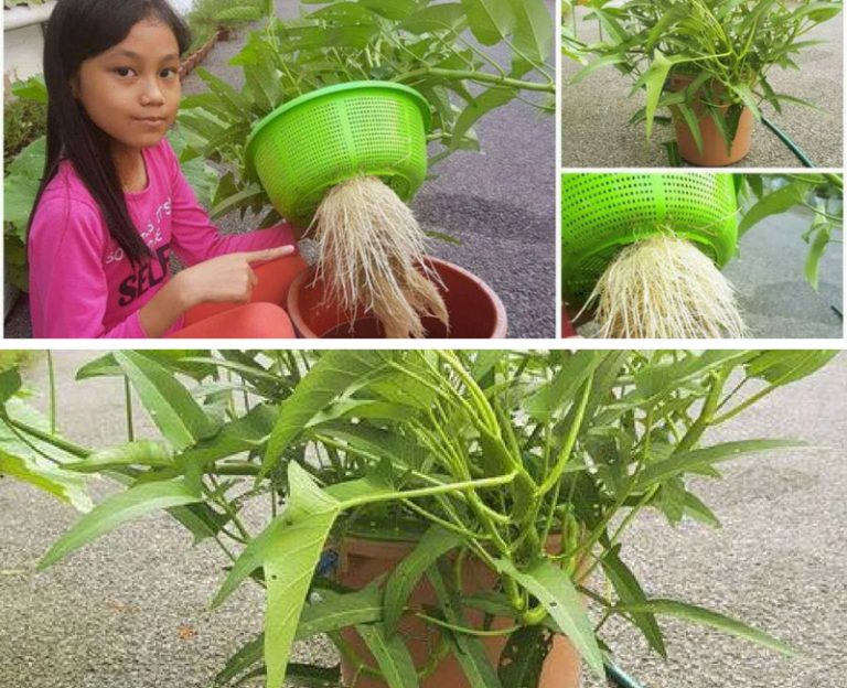 Tanam Kangkong Dalam Baldi Pun Boleh Hidup, Segar Bugar Lagi Tau!