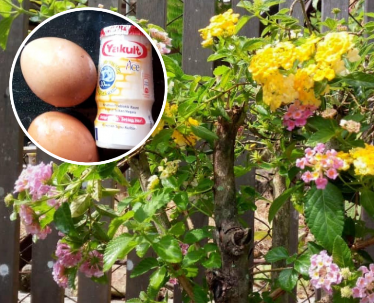 Minuman Yakult Anak-anak Suka Tu Biasa. Super Hebatnya Boleh Jadi Booster Tanaman. Ni Resipinya!