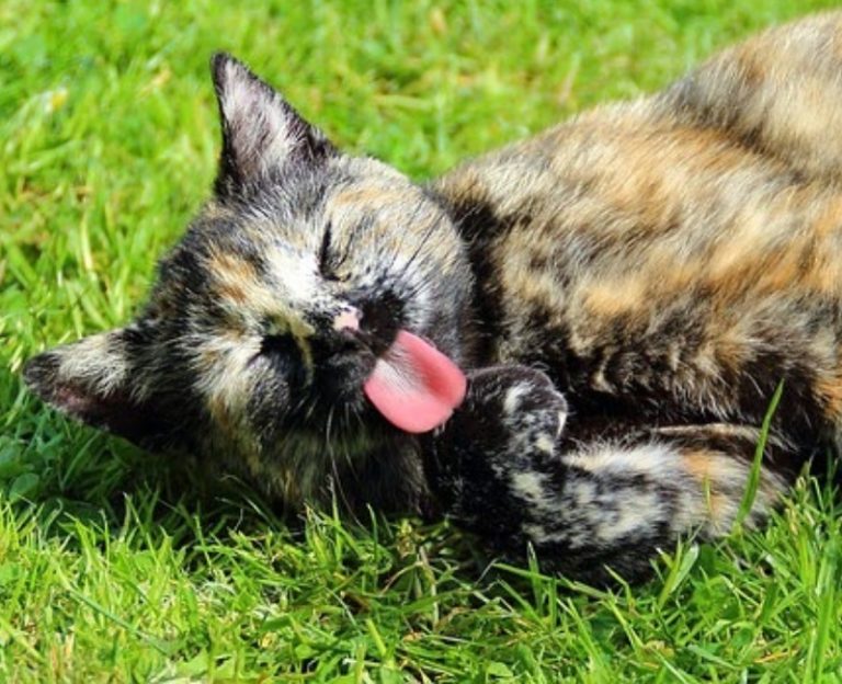 Bila Kucing Suka Sangat ‘Membuang’ Di Kawasan Laman, Ibu Segera Ambil Petua Ni!