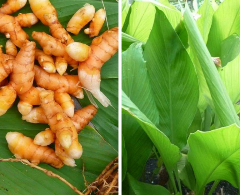 ‘Tangan Panas’ Ke Atau ‘Sejuk’ Kalau Tanam Kunyit Boleh Ikut Cara Ni. Confirm Berhasil!