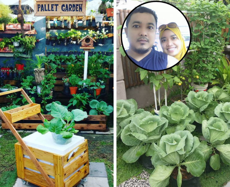 Bila En Suami Pula Bercucuk Tanam Di Laman Rumah, Hasilnya Memang Superb. Ni Ilmu Yang Diturunkan Untuk Kita Pelajari!