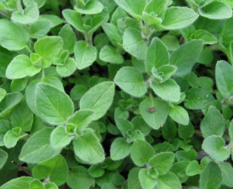 Daun Oregano Bukan Guna Untuk Masakan Barat Je, Tapi Boleh Jadi Penawar Batuk!