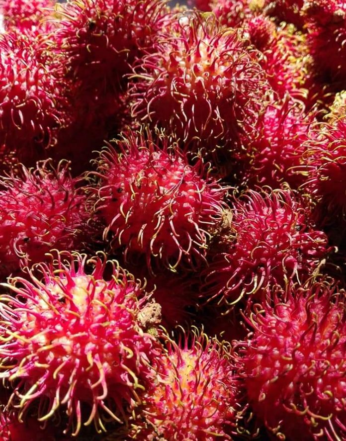 Jeruk Rambutan Nostalgia Dulu-Dulu. Nak Tau Rasanya, Buat Ni Dengan Mudah!