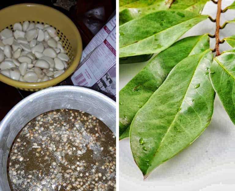 Cara Berbeza Buat Racun Organik. Selain Guna Bawang Putih, Rupanya Daun Durian Belanda Pun Boleh Hindarkan Serangga Perosak!