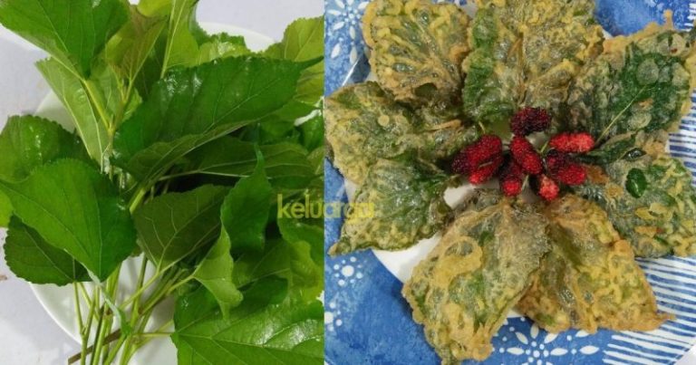 Dah Lah Berkhasiat Daun Mulberry Celup Tepung Ni, Mudah Pula Cara Penyediaannya. Mesti Buat Jika Nak Sihat!